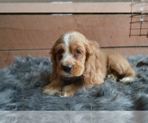 Medium Photo #5 English Cocker Spaniel Puppy For Sale in HONEY BROOK, PA, USA