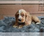 Small Photo #5 English Cocker Spaniel Puppy For Sale in HONEY BROOK, PA, USA
