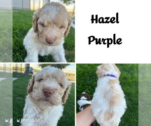 Poodle (Standard)-Springerdoodle Mix Puppy for Sale in DECLO, Idaho USA