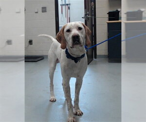 English Setter Dogs for adoption in Fayetteville, NC, USA