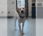 Small English Setter
