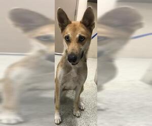 German Shepherd Dog-Unknown Mix Dogs for adoption in Conroe, TX, USA
