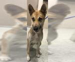 Small German Shepherd Dog Mix