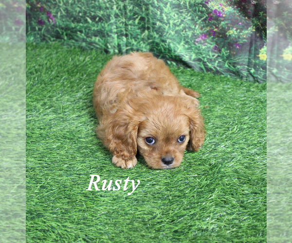 Medium Photo #18 Cavalier King Charles Spaniel Puppy For Sale in CHANUTE, KS, USA