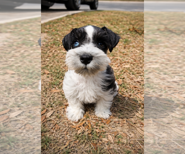 Medium Photo #5 Schnauzer (Miniature) Puppy For Sale in CONVERSE, TX, USA