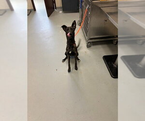 Holland Shepherd-Unknown Mix Dogs for adoption in Fayetteville, NC, USA