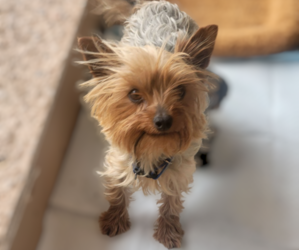 Mother of the Yorkshire Terrier puppies born on 05/14/2025