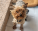 Small Photo #1 Yorkshire Terrier Puppy For Sale in PLACITAS, NM, USA