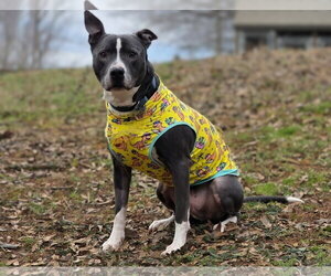 American Pit Bull Terrier-American Staffordshire Terrier Mix Dogs for adoption in Caribou, ME, USA
