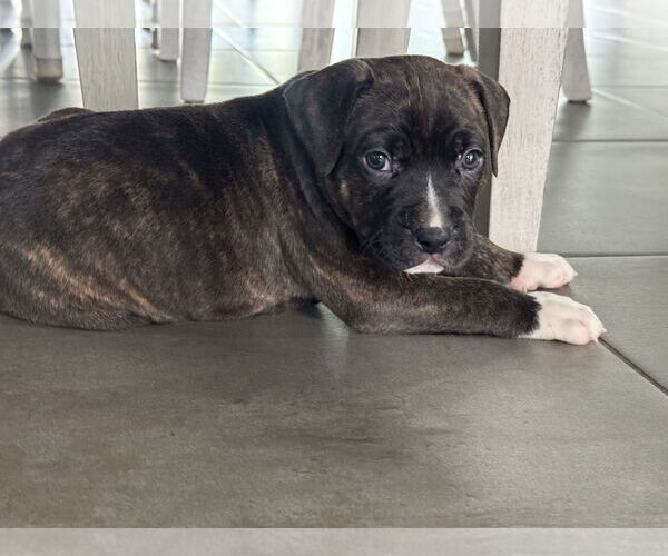 Medium Photo #1 Boxer-Unknown Mix Puppy For Sale in west Palm Beach, FL, USA