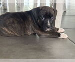 Small Boxer Mix