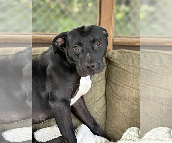 Medium Photo #2 Mutt Puppy For Sale in Martinsburg, WV, USA