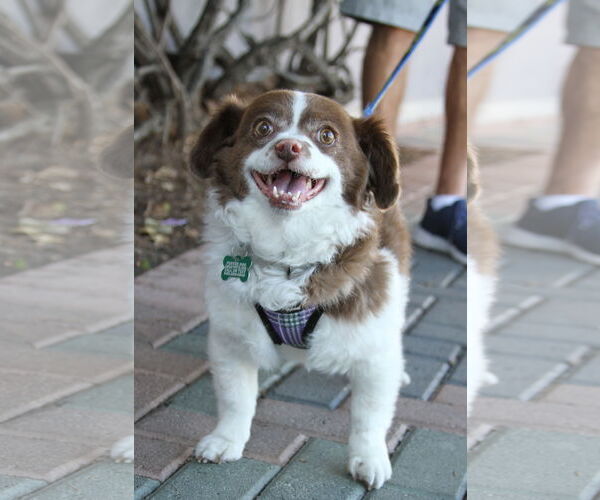 Medium Photo #7 Cavapom Puppy For Sale in Mission Viejo, CA, USA