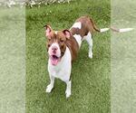 Small American Bulldog Mix