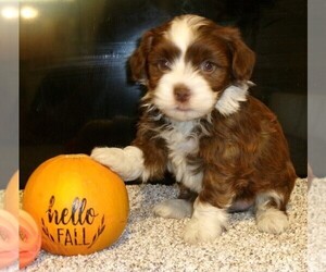 Havanese Puppy for sale in WEST CONCORD, MN, USA