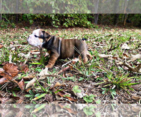 Medium Photo #1 English Bulldog Puppy For Sale in LOCUST GROVE, GA, USA