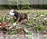 Small Photo #1 English Bulldog Puppy For Sale in LOCUST GROVE, GA, USA