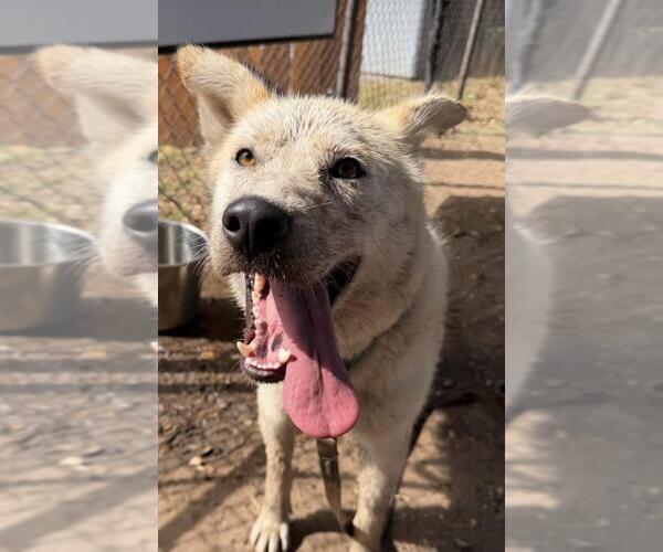Medium Photo #2 Gerberian Shepsky Puppy For Sale in Santa Barbara, CA, USA