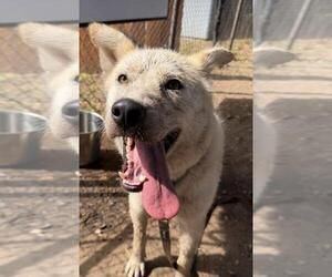 TROY - Male Gerberian Shepsky Dog for Adoption - Photo #2