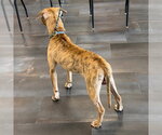Small #1 Mutt