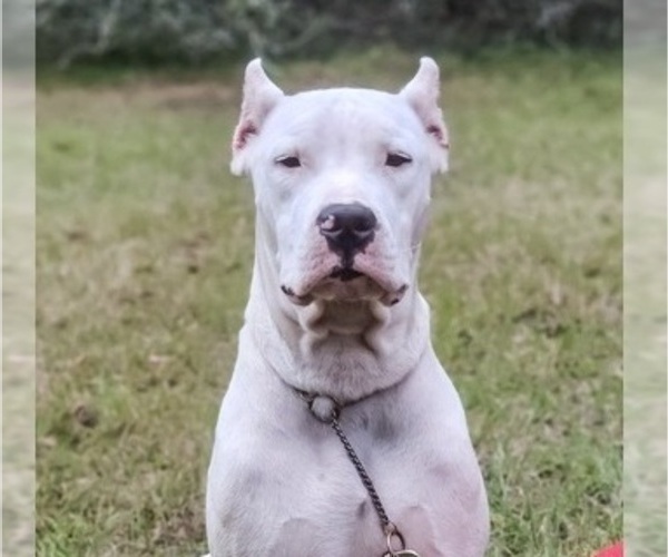 Medium Photo #1 Dogo Argentino Puppy For Sale in MULBERRY, FL, USA