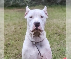 Mother of the Dogo Argentino puppies born on 01/06/2023