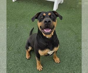 Wally-$75 Adoption Fee! Diamond Dog! - Male Rottweiler-Unknown Mix Dog for Adoption - Photo #5