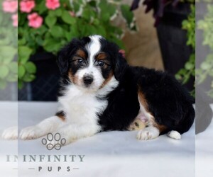 Aussiedoodle Miniature Puppy for sale in SUNBURY, PA, USA