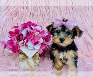 Yorkshire Terrier Puppy for sale in INDIANAPOLIS, IN, USA