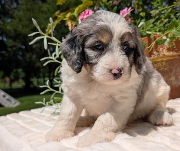 Medium Photo #19 Miniature Bernedoodle Puppy For Sale in GOSHEN, IN, USA