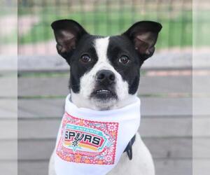 Mutt Dogs for adoption in San Antonio, TX, USA