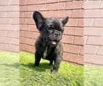 Small Photo #19 French Bulldog Puppy For Sale in MOBILE, AL, USA