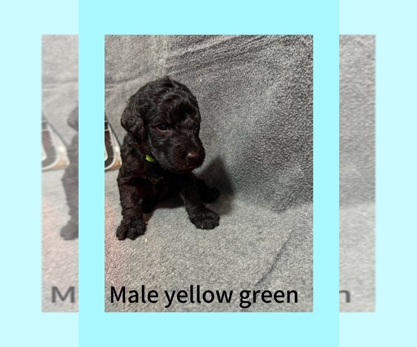Medium Photo #1 Labradoodle Puppy For Sale in WILLISTON, SC, USA