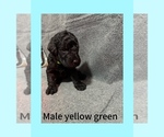 Puppy 3 Labradoodle