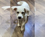 Small #2 Labrador Retriever Mix