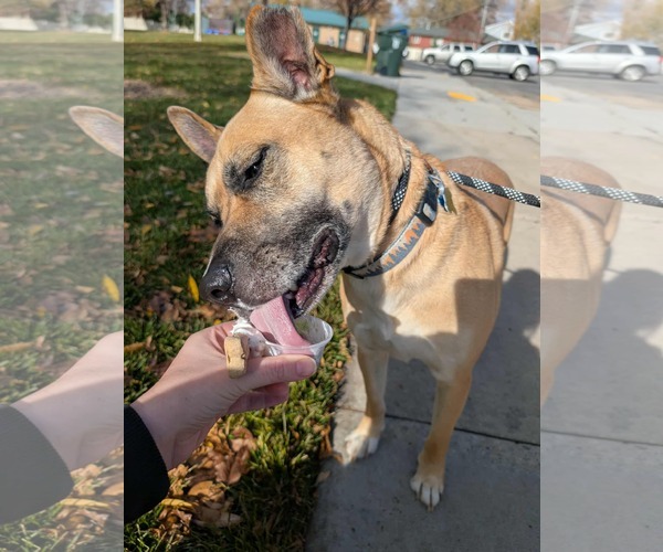 Medium Photo #2 German Shepherd Dog-Unknown Mix Puppy For Sale in Sandy, UT, USA