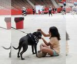 Small #2 American Pit Bull Terrier-Staffordshire Bull Terrier Mix