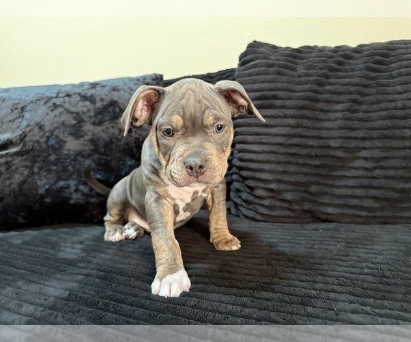 Medium Photo #7 American Bully Puppy For Sale in PALM COAST, FL, USA