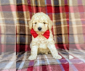 Goldendoodle Puppy for sale in OXFORD, PA, USA