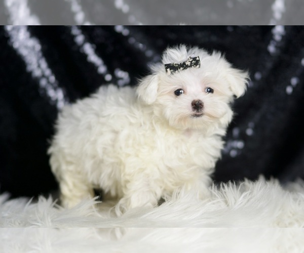 Medium Photo #4 Maltese Puppy For Sale in WARSAW, IN, USA