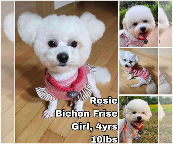 Medium Photo #1 Bichon Frise Puppy For Sale in Seattle, WA, USA