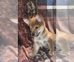 Small Photo #6 Shiba Inu Puppy For Sale in NEW YORK, NY, USA