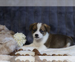 Puppy Cooper Pembroke Welsh Corgi
