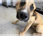 Small German Shepherd Dog Mix