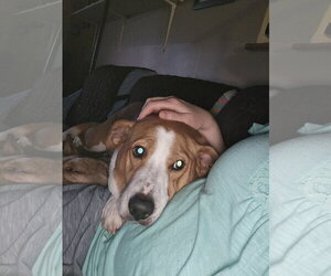 Abbey Mae - Female Collie-Unknown Mix Dog for Adoption - Photo #5