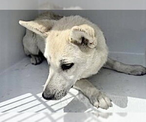 Siberian Husky-Unknown Mix Dogs for adoption in Houston, TX, USA