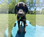 Small #5 Doberman Pinscher