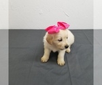 Small Golden Retriever