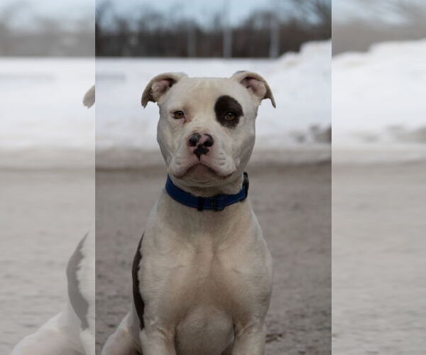 Medium Photo #17 Mutt Puppy For Sale in Rustburg, VA, USA