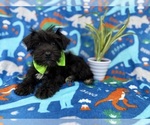 Small #5 Schnauzer (Miniature)